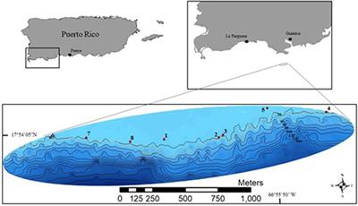 Fish, Coral, and Sponge Assemblages Associated With Altiphotic and Mesophotic Reefs Along the Guánica Biosphere Reserve Continental Shelf Edge, Southwest Puerto Rico